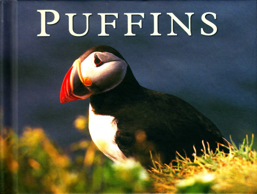 Puffins