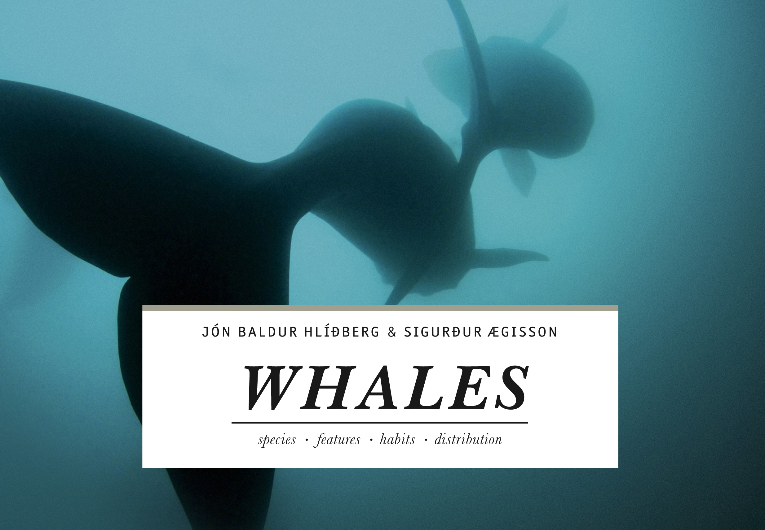 Whales - hvalir